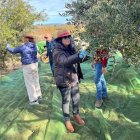 La primera experiència de fruiturisme amb olives va ser ahir. - AJUNTAMENT D’AITONA