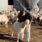 Un dels ramats amb els dispositius GPS ja instal·lats. - AJUNTAMENT DE TREMP