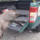 Imatge d'arxiu d'un porc senglar mort.