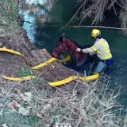 Els bombers durant el rescat de l’equí del riu Corb. - BOMBERS