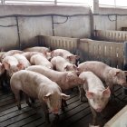 Una granja de cerdos en Alcarràs.