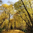 La creació de paisatges agroforestals més resilients es destaca com un àmbit clau per impulsar la bioeconomia a Catalunya
