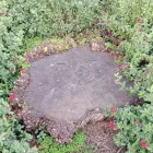 Al cep de l’arbre talat només queden les celles del tió. - AV NOGUEROLA