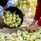 Mercadona ven diferents varietats de pera lleidatanes. - MERCADONA