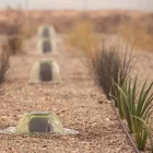 Un detall de la depuració natural posada en marxa pel celler lleidatà. - RAIMAT