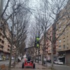 Revisen l'estat dels arbres del carrer Doctora Castells de cara a la desfilada de Carnaval d'aquest dissabte.