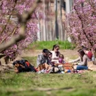 Visitants als camps en flor d’Aitona aquest cap de setmana. - A.A.