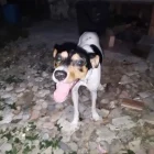 Pipa, la mascota de la víctima.