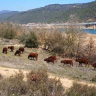 El ramat a prop del pont del riu Rialb, pròxim al nucli de Politg.