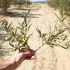 Comparació d’una branca d’olivera de regadiu i una de secà (d).