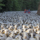 © Tres mil ovejas, de ruta por el Sobirà