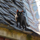 Un gat passejant per la teulada, imatge comú a la majoria de pobles.