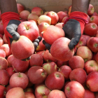 Imatge de pomes roges de la varietat buckeye en l’inici de la recol·lecció l’agost passat al Pla d’Urgell.