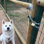 El candado que cierra el acceso a la zona vallada para perros en el parque de Santa Cecília.