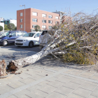 Imatge d'arxiu d'un arbre caigut pel vent a Lleida