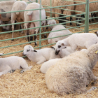 Imagen de ovejas en una feria del Solsonès.