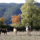 Les vaques, dilluns als terrenys que els propietaris han arrendat a Tragó de Noguera.