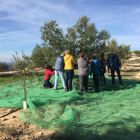 Turistes participant en la recol·lecció d’olives a la comarca.