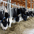Imagen de una granja de producción de leche de las comarcas de Lleida.