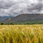 Arbres florits, camps verds i bon temps...ja és aquí la primavera!