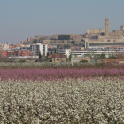 Us mostro aquesta fotografia captada des de la partida de Fontanet a l'Horta de Lleida, des d'aquest punt podem gaudir cada primavera de la bellesa que ens ofereixen els camps florits de l'Horta amb la ciutat de Lleida de fons.