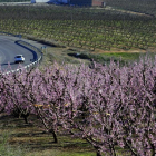 La calor ha avançat la floració dels fruiters. Imatges preses a Seròs el 27 de febrer.