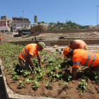 Imatges de la instal·lació de plantes a les obres del Call Jueu de Lleida