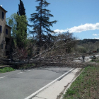 Un árbol caído ayer a causa del fuerte viento en la carretera TV-2005  en Aiguamúrcia (Tarragona). 
