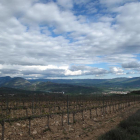 Una de les vinyes que han anat proliferant al Pallars.