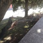 El vent fa caure un arbre al carrer Salmerón