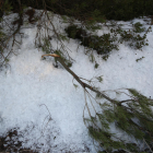 Arbres trencats a causa del pes del gel als camps de la Serra del Tallat, a l’Urgell.
