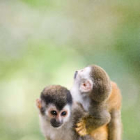 La Guardia Civil busca 42 monos tití por el riesgo de que tengan el VIH