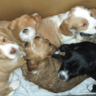 Imagen de los seis cachorros hallados dentro de una caja. 