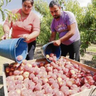 Recollida de fruita