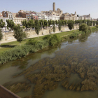 Vista de les algues al riu Segre al seu pas per Lleida.