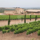 Vista de les vinyes i el celler de Torres a Les Garrigues.