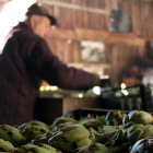 Un agricultor del Baix Llobregat preparant ahir caixes de carxofes.