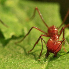 Las hormigas se sirven de referencias terrestres y estelares para orientarse