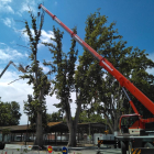 Tall de trànsit a Tarradellas per talar un gran arbre