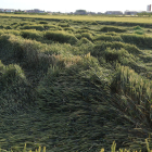 Imagen de la situación en la que ha quedado un campo de cereales en Linyola tras las lluvias.