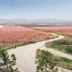 Aitona, Torres de Segre y Montoliu estrenan las rutas para ver los campos rosados