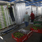 Imatge d’exportació de fruita des d’Edullesa l’estiu del 2014, any de l’inici del veto rus.