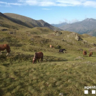 Imagen de los 29 caballos pastando en un monte de Espui. 