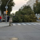Cau un arbre sobre un cotxe parat en un semàfor a Pardinyes