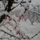 Arbres ja florits aquest dimecres a Alfarràs coberts de neu.