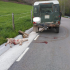 Vista dels animals abatuts al costat de la carretera el passat mes de maig a Sarroca de Bellera.