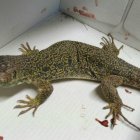 El lagarto herido fue trasladado al Centro de Fauna de Vallcalent.