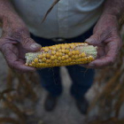 Els preus agrícoles seguiran baixos la pròxima dècada, segons l'OCDE i la FAO