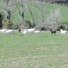 Les cabres causen danys a la zona de les Anoves.