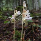 L'orquídia detectada a la Vall de Santa Magdalena, al Parc Natural de l'Alt Pirineu
